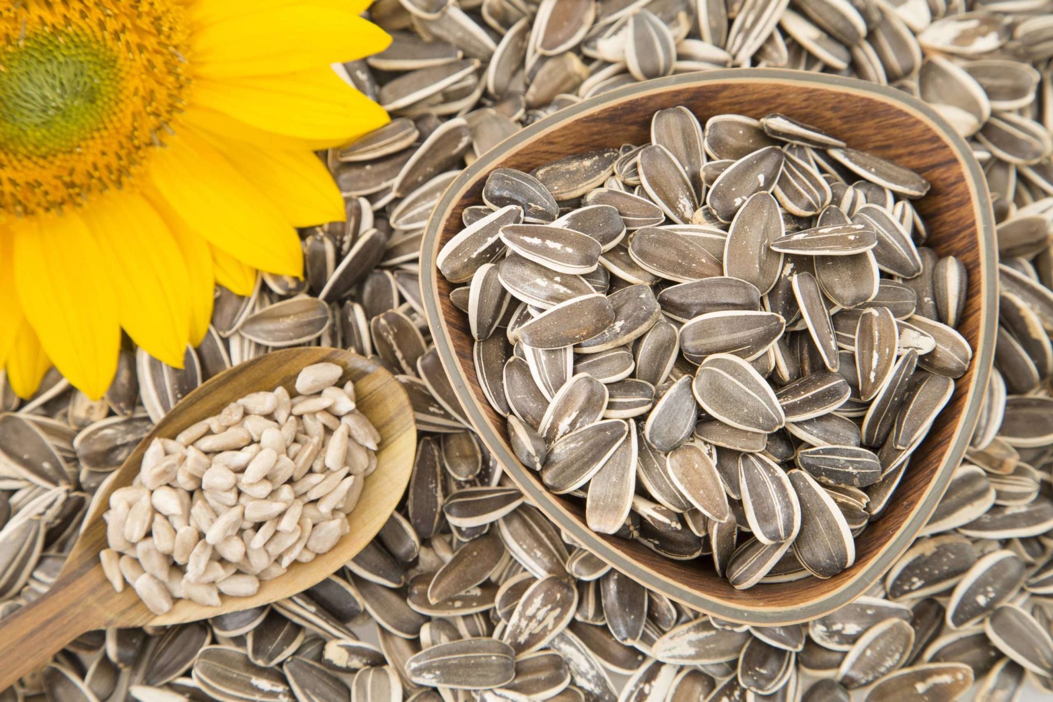 Read more about the article benefits of sunflower seeds